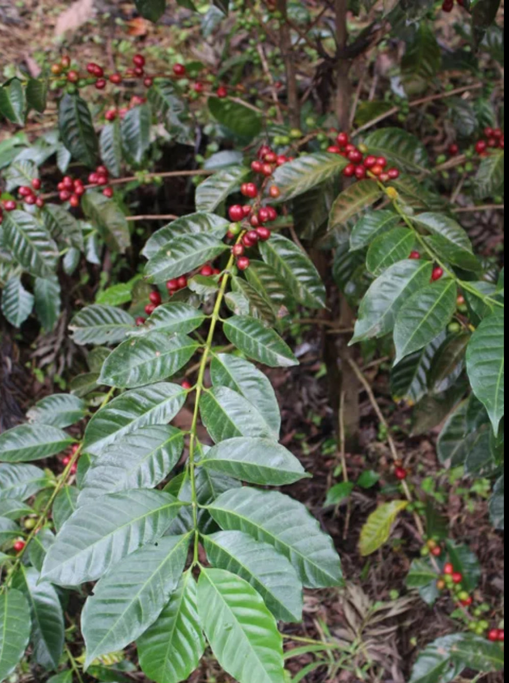GEISHA RESERVA- Whole beans LIMITED Quantity